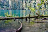 243. MacMillan Provincial-Park &ndash; &copy; Marianne Förster (Eberhardt TRAVEL)