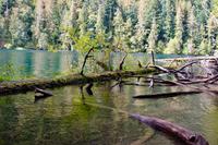 244. MacMillan Provincial-Park &ndash; &copy; Marianne Förster (Eberhardt TRAVEL)