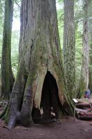 246. MacMillan Provincial-Park &ndash; &copy; Marianne Förster (Eberhardt TRAVEL)