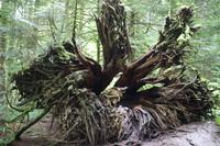 247. MacMillan Provincial-Park &ndash; &copy; Marianne Förster (Eberhardt TRAVEL)