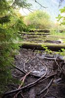 248. MacMillan Provincial-Park &ndash; &copy; Marianne Förster (Eberhardt TRAVEL)