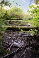 249. MacMillan Provincial-Park &ndash; &copy; Marianne Förster (Eberhardt TRAVEL)