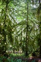 252. MacMillan Provincial-Park &ndash; &copy; Marianne Förster (Eberhardt TRAVEL)