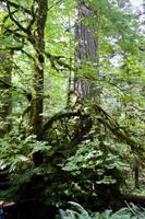 253. MacMillan Provincial-Park &ndash; &copy; Marianne Förster (Eberhardt TRAVEL)