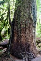 255. MacMillan Provincial-Park &ndash; &copy; Marianne Förster (Eberhardt TRAVEL)