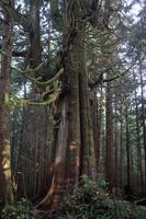 269. Pacific-Rim-Nationalpark &ndash; &copy; Marianne Förster (Eberhardt TRAVEL)
