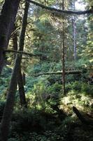 272. Pacific-Rim-Nationalpark &ndash; &copy; Marianne Förster (Eberhardt TRAVEL)