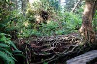 276. Pacific-Rim-Nationalpark &ndash; &copy; Marianne Förster (Eberhardt TRAVEL)
