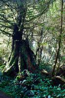 278. Pacific-Rim-Nationalpark &ndash; &copy; Marianne Förster (Eberhardt TRAVEL)