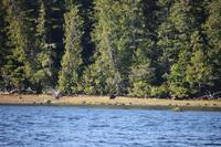 322. Bear-Watching in Tofino &ndash; &copy; Marianne Förster (Eberhardt TRAVEL)