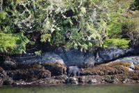 323. Bear-Watching in Tofino &ndash; &copy; Marianne Förster (Eberhardt TRAVEL)