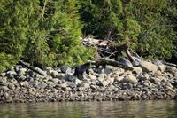 325. Bear-Watching in Tofino &ndash; &copy; Marianne Förster (Eberhardt TRAVEL)