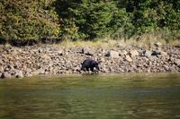 329. Bear-Watching in Tofino &ndash; &copy; Marianne Förster (Eberhardt TRAVEL)