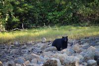 332. Bear-Watching in Tofino &ndash; &copy; Marianne Förster (Eberhardt TRAVEL)