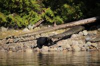338. Bear-Watching in Tofino &ndash; &copy; Marianne Förster (Eberhardt TRAVEL)