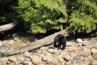 340. Bear-Watching in Tofino &ndash; &copy; Marianne Förster (Eberhardt TRAVEL)