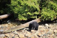 342. Bear-Watching in Tofino &ndash; &copy; Marianne Förster (Eberhardt TRAVEL)