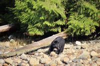 343. Bear-Watching in Tofino &ndash; &copy; Marianne Förster (Eberhardt TRAVEL)