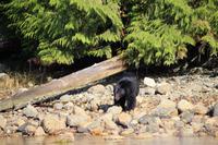 344. Bear-Watching in Tofino &ndash; &copy; Marianne Förster (Eberhardt TRAVEL)