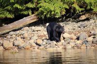 345. Bear-Watching in Tofino &ndash; &copy; Marianne Förster (Eberhardt TRAVEL)