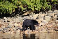 346. Bear-Watching in Tofino &ndash; &copy; Marianne Förster (Eberhardt TRAVEL)
