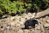 348. Bear-Watching in Tofino &ndash; &copy; Marianne Förster (Eberhardt TRAVEL)