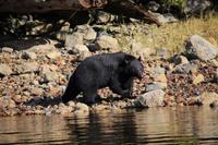 350. Bear-Watching in Tofino &ndash; &copy; Marianne Förster (Eberhardt TRAVEL)