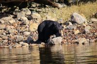 351. Bear-Watching in Tofino &ndash; &copy; Marianne Förster (Eberhardt TRAVEL)