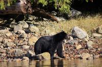 354. Bear-Watching in Tofino &ndash; &copy; Marianne Förster (Eberhardt TRAVEL)