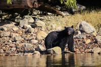 355. Bear-Watching in Tofino &ndash; &copy; Marianne Förster (Eberhardt TRAVEL)