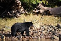 359. Bear-Watching in Tofino &ndash; &copy; Marianne Förster (Eberhardt TRAVEL)
