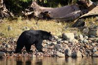 360. Bear-Watching in Tofino &ndash; &copy; Marianne Förster (Eberhardt TRAVEL)