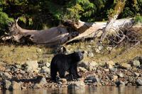 361. Bear-Watching in Tofino &ndash; &copy; Marianne Förster (Eberhardt TRAVEL)