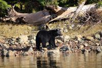 362. Bear-Watching in Tofino &ndash; &copy; Marianne Förster (Eberhardt TRAVEL)