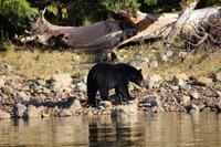 363. Bear-Watching in Tofino &ndash; &copy; Marianne Förster (Eberhardt TRAVEL)