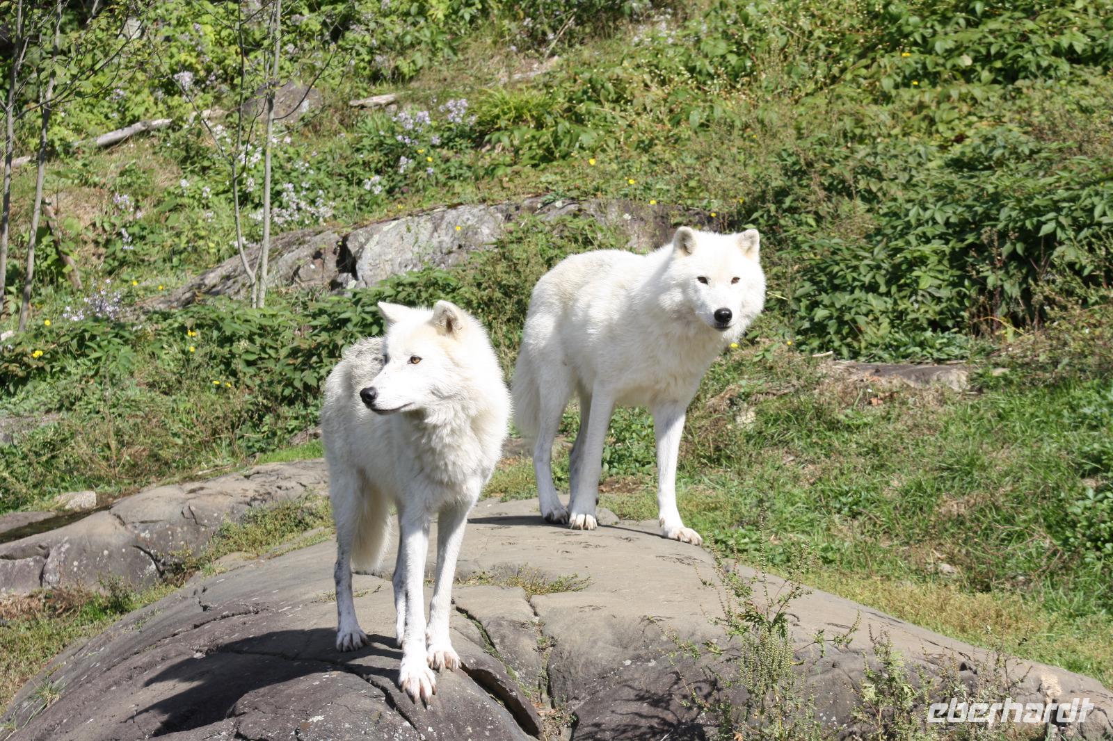 Omega-Wildlifepark  Polarwolf &ndash; &copy; Chris Hähnel (Eberhardt TRAVEL)