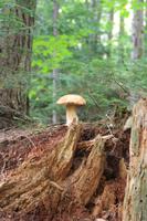 Algonquin-Nationalpark - DER Pilz &ndash; &copy; Chris Hähnel (Eberhardt TRAVEL)
