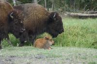 Omega-Wildlifepark - Bisons &ndash; &copy; Chris Hähnel (Eberhardt TRAVEL)