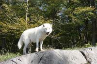 Omega-Wildlifepark - Polarwolf &ndash; &copy; Chris Hähnel (Eberhardt TRAVEL)