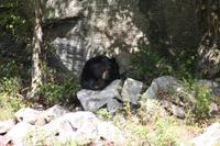 Omega-Wildlifepark - Schwarzbär  &ndash; &copy; Chris Hähnel (Eberhardt TRAVEL)