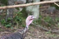 Omega-Wildlifepark - Truthahn &ndash; &copy; Chris Hähnel (Eberhardt TRAVEL)