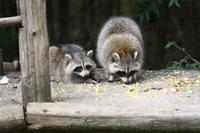 Omega-Wildlifepark - Waschbären &ndash; &copy; Chris Hähnel (Eberhardt TRAVEL)