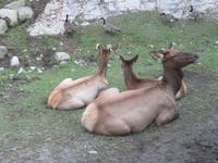 Omega Wildpark &ndash; &copy; Carina Henn (Eberhardt TRAVEL)