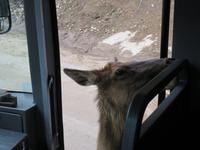 Omega Wildpark &ndash; &copy; Carina Henn (Eberhardt TRAVEL)
