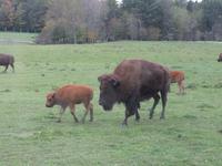Omega Wildpark &ndash; &copy; Carina Henn (Eberhardt TRAVEL)
