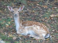 Omega Wildpark &ndash; &copy; Carina Henn (Eberhardt TRAVEL)