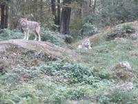 Omega Wildpark &ndash; &copy; Carina Henn (Eberhardt TRAVEL)