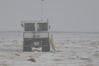 Eisbär 7