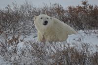 Eisbär 10