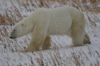 Eisbär 15